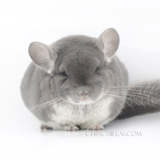 Feature Image for TOV Violet Hybrid Chinchillas
